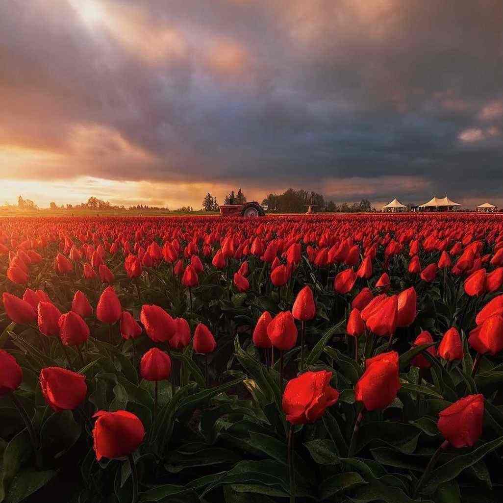 آهنگ جدید سجاد محمدی منم غلام حضرت شاه نجف